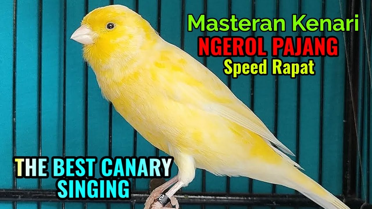 Illustration of Music For Singing Canary