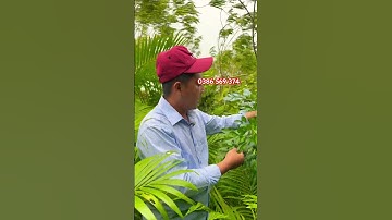 Cây Nguyệt quế Thái lấy lá cắm hoa | 0386569374 - Ngọc Ngân Bến Tre | Chuyên cây độc lạ