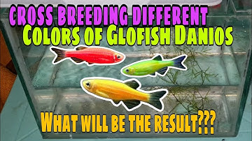 Cross Breeding 3 Different BEAUTIFUL colors of Glow Fish Danios | What will be the RESULT??