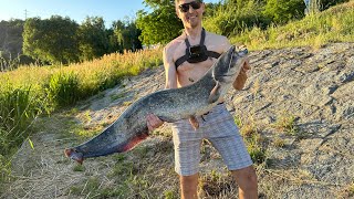 Sunset Showdown: Intense light tackle vs monster catfish near a Dam