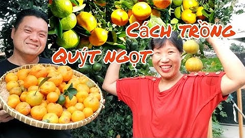 Bí quyết trồng bưởi, quýt CHUA thành NGỌT, trái nhiều ở Mỹ