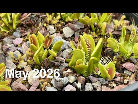 Nepenthes Riker [(lowii x veitchii) x tiveyi] x platychila for Sale