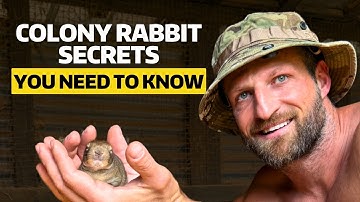 The Truth About Thriving Rabbits in Colony Hutches