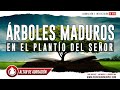 ADORACIÓN + INTERCESIÓN: Árboles Maduros En El Plantío Del Señor 🔥 Altar de Adoración (En Vivo)