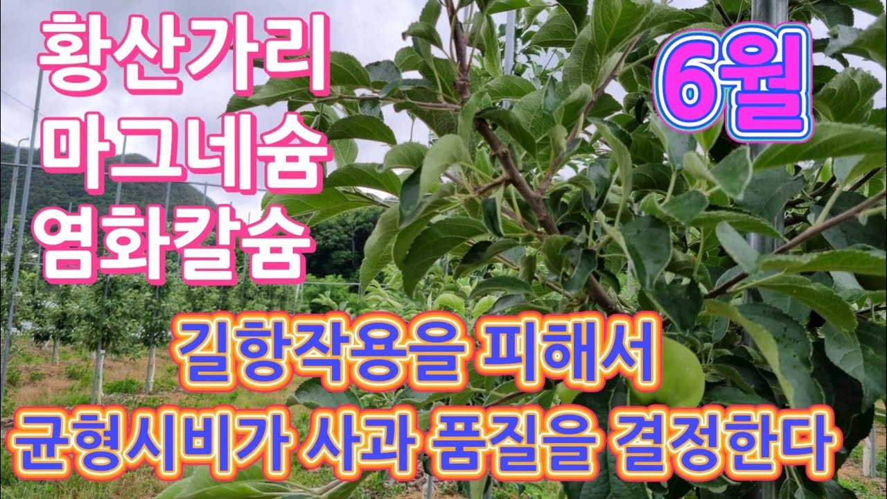 6월 사과나무 시비 황산가리,마그네슘,염화칼슘 균형시비가 사과 품질을 결정한다