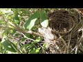 Robin Nest Creation Time Lapse