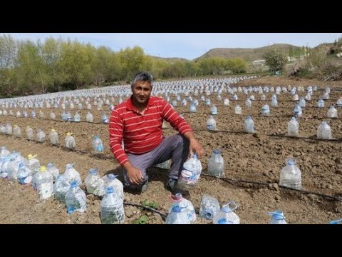 Видео: Выращивание овощей в алюминиевых банках: как посадить консервную банку Овощной сад