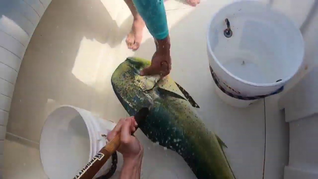 Mahimahi in the Hudson canyon Long Island Fishing YouTube