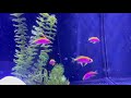 Ventralis anthias