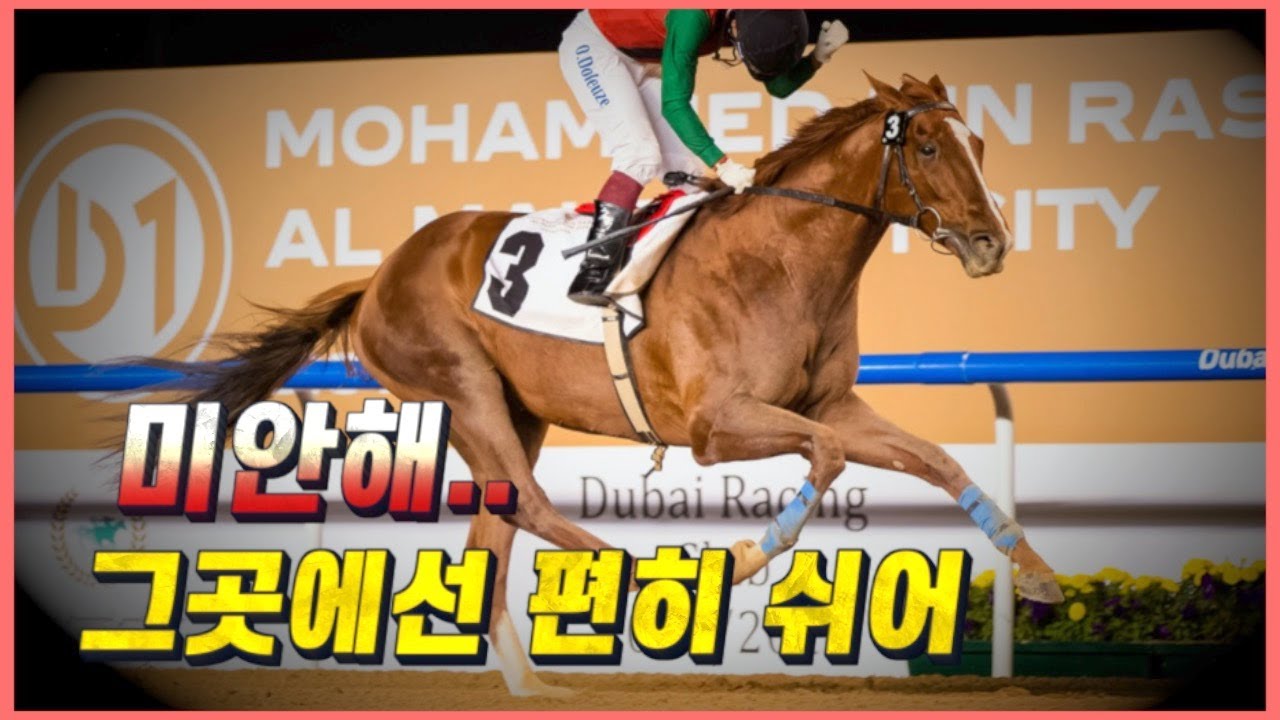 세계를 상대로 한국을 빛낸 경주마 -돌콩-