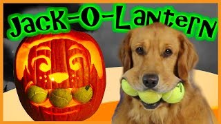 JACK-O-LANTERN Bo the Golden Retriever DOG Carves a Pumpkin Makes Spooky Spiders for Halloween