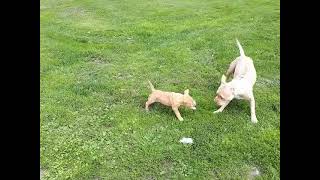 Bonn & Elsa   (Pit Bulls)