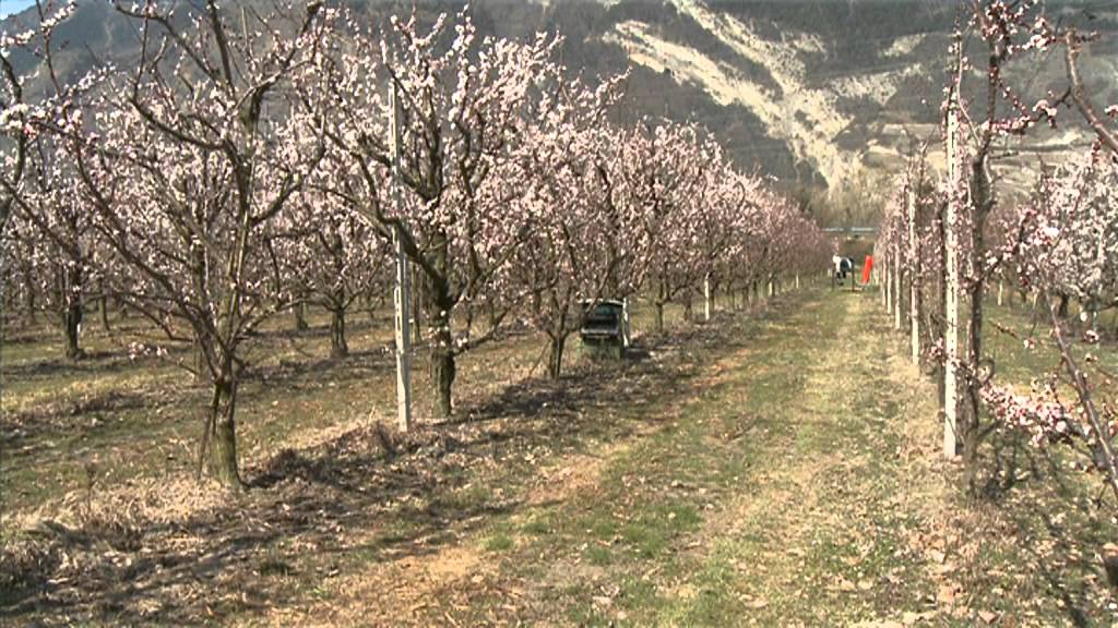 l'ABRICOT, Fleuron du verger valaisan_1