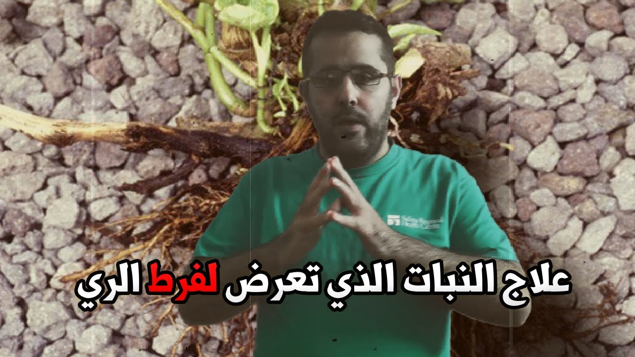 طريقة علاج النبات الذي تعرض لفرط الري ؟