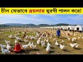 চীন যেভাবে লাখ লাখ ব্রয়লার মুরগি পালন করে! 😱 মেগা চিকেন সিটি থেকে এক্সপোর্ট পর্যন্ত পুরো প্রক্রিয়া