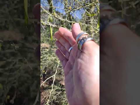 Video: Palo Verde Tree Information: Wie man Palo Verde Bäume pflanzt