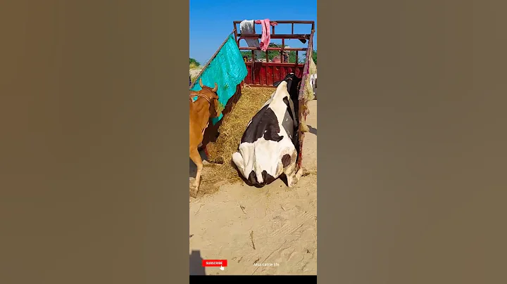 Huge Cow Awesome Bike Unloading, Risky Style from Loader.Msa cattle life - DayDayNews