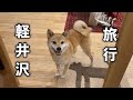 愛犬と大好きな軽井沢に旅行に行ってきました！