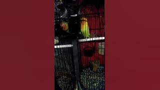 Pancingan Lovebird adipati ronggolawe 52