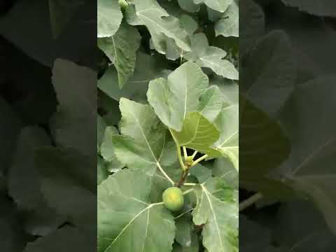 Video: Higos pequeños en el árbol: por qué una higuera produce higos pequeños