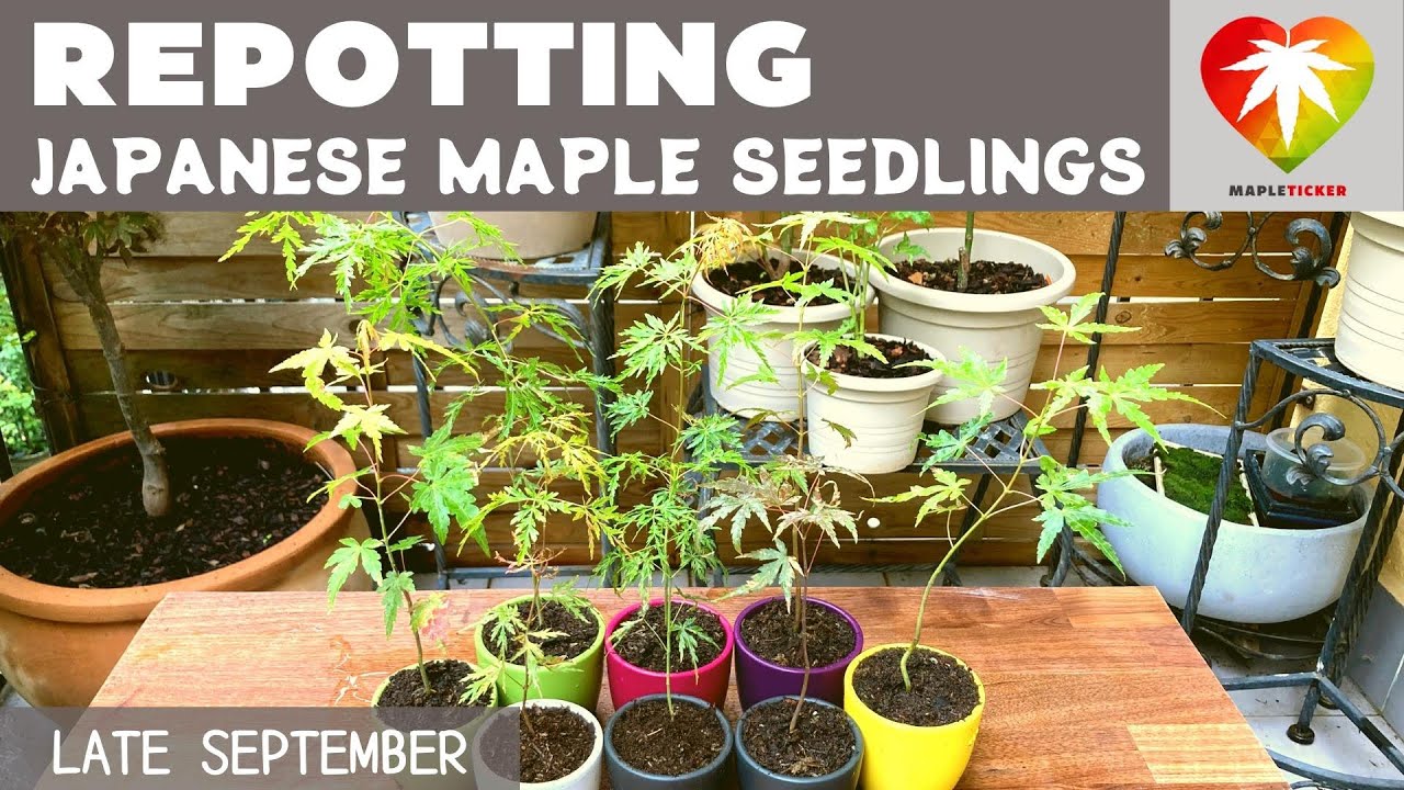 Repotting Japanese maple seedlings (year 1, September) YouTube