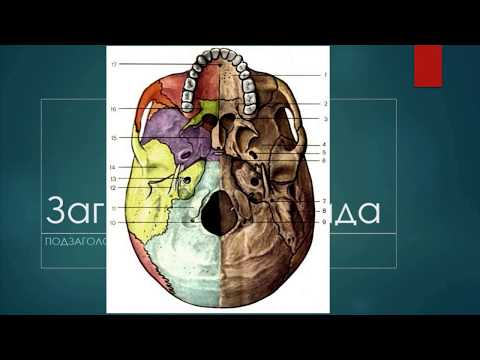 НАРУЖНОЕ ОСНОВАНИЕ ЧЕРЕПА
