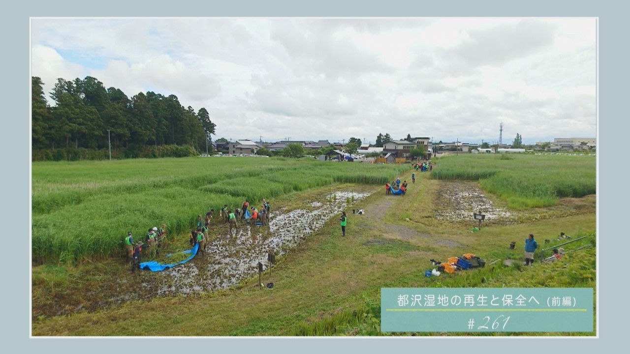 フェッチランド 日本語 霧深い雨林 沸騰する小湖 汚染された三角州 湿地の干潟 Restoring and Preserving Miyazawa Wetland: Part 1 (Tsuruoka City