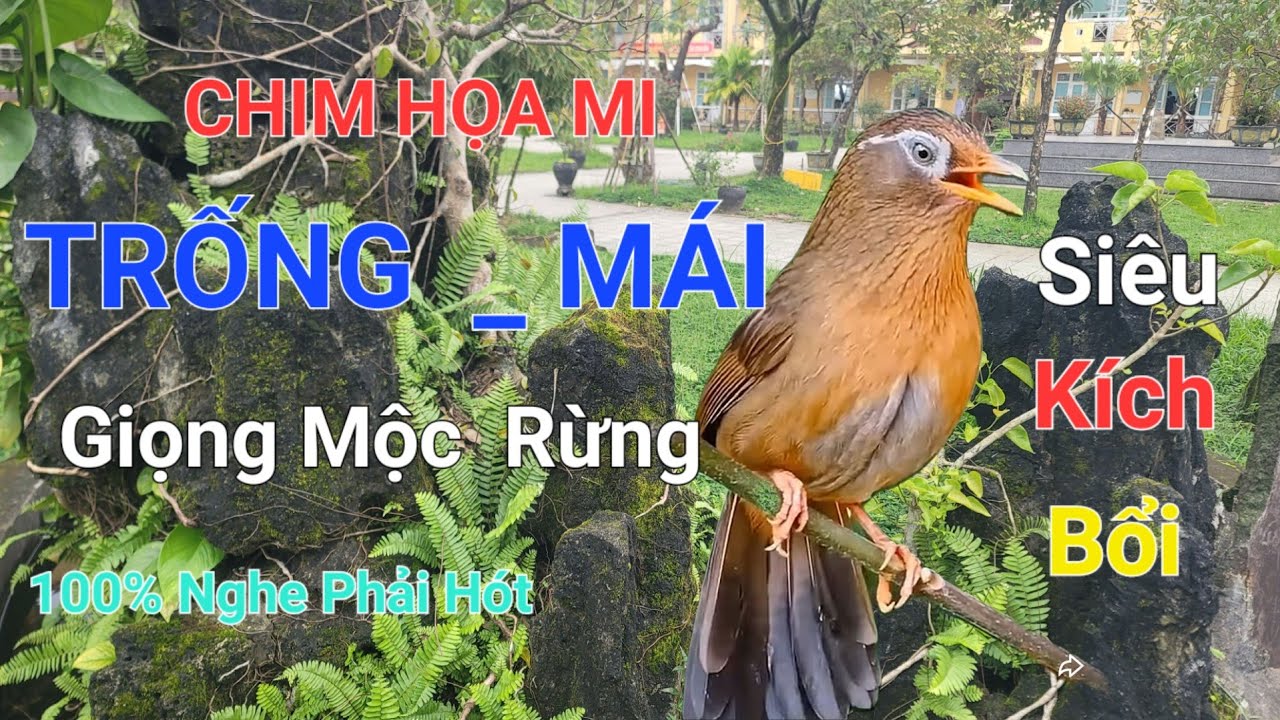 Chim Họa Mi Mộc trống hót đấu, chim mái xuy kích chim căng lửa không tạp âm/ Chim Họa Mi Mộc 