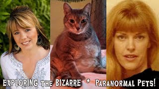 Paranormal Pets - Supernatural Tigers - Raining Cats and Dogs