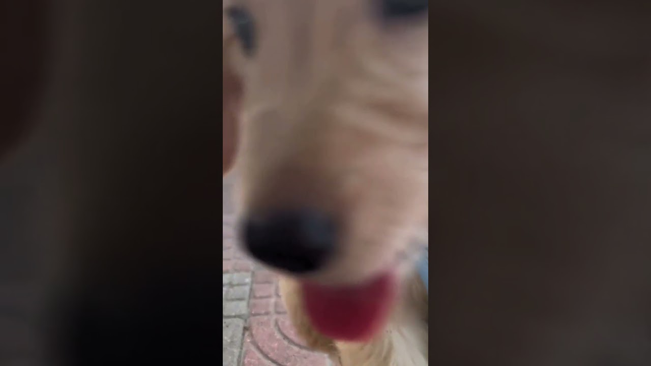 Burger Surprise: Unveiling the Hidden Charm of Golden Retrievers! 