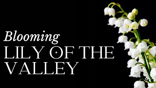 TIME LAPSE Lily of the Valley Flower Blooming screenshot 3