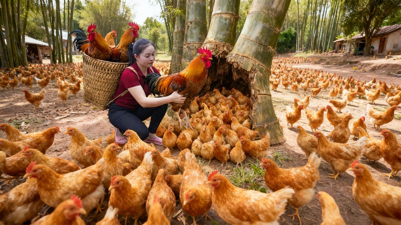 Harvesting +1000 Wild Chickens From Ancient Tree, Most Dangerous Invasive Chicken Species