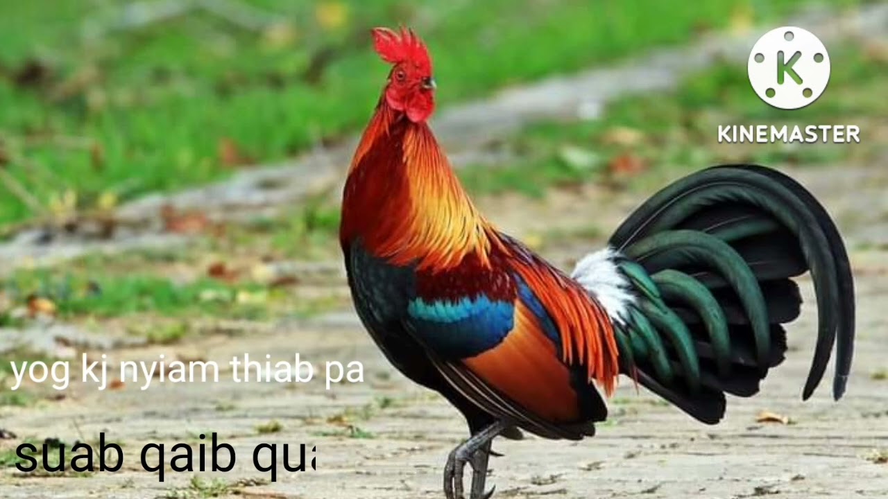 suab qua zoo :2022/2023