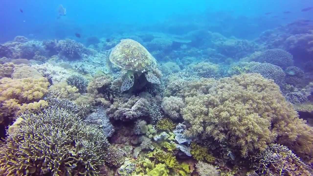 Scuba Diving the Central Visayas - YouTube