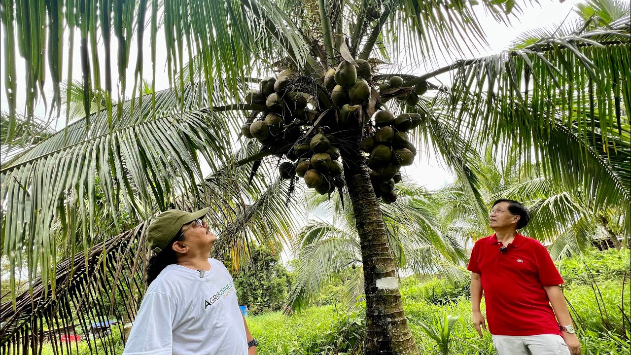 ⁣Record-Breaking Coconut Seedling Plantation: Pinaka malaki sa Luzon