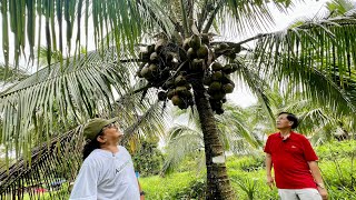 RecordBreaking Coconut Seedling Plantation: Pinaka malaki sa Luzon