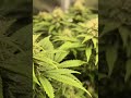 Blütewoche 5 Update: Dichte Blüten, Harzbildung &amp; Pflege-Tipps!