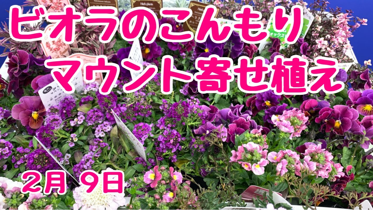 ビオラの大人かわいいこんもりマウント寄せ植え #カレンダー #プランツ