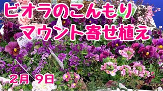 ビオラの大人かわいいこんもりマウント寄せ植え　#カレンダー　#プランツギャザリング