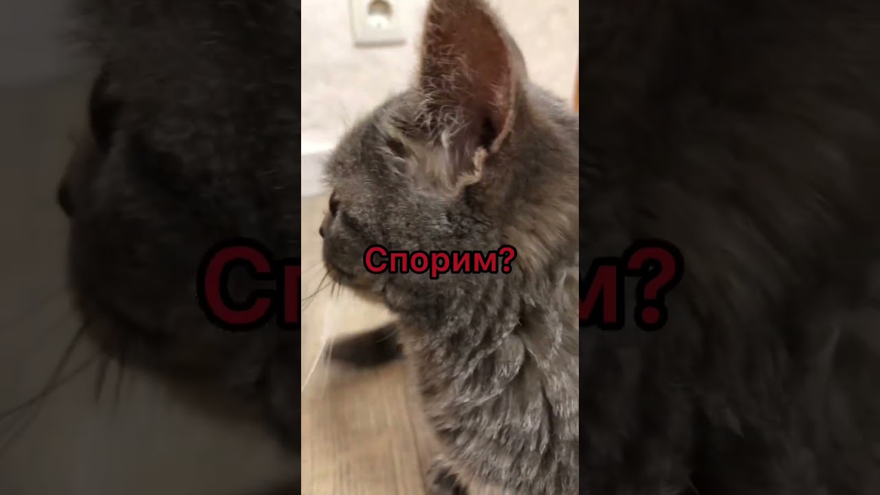 Спорим?🐈‍⬛