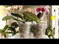 обзор ОРХИДЕЙ, корни орхидеи и ЦВЕТОНОСЫ как на АНАБОЛИКАХ растут в ЭТОМ