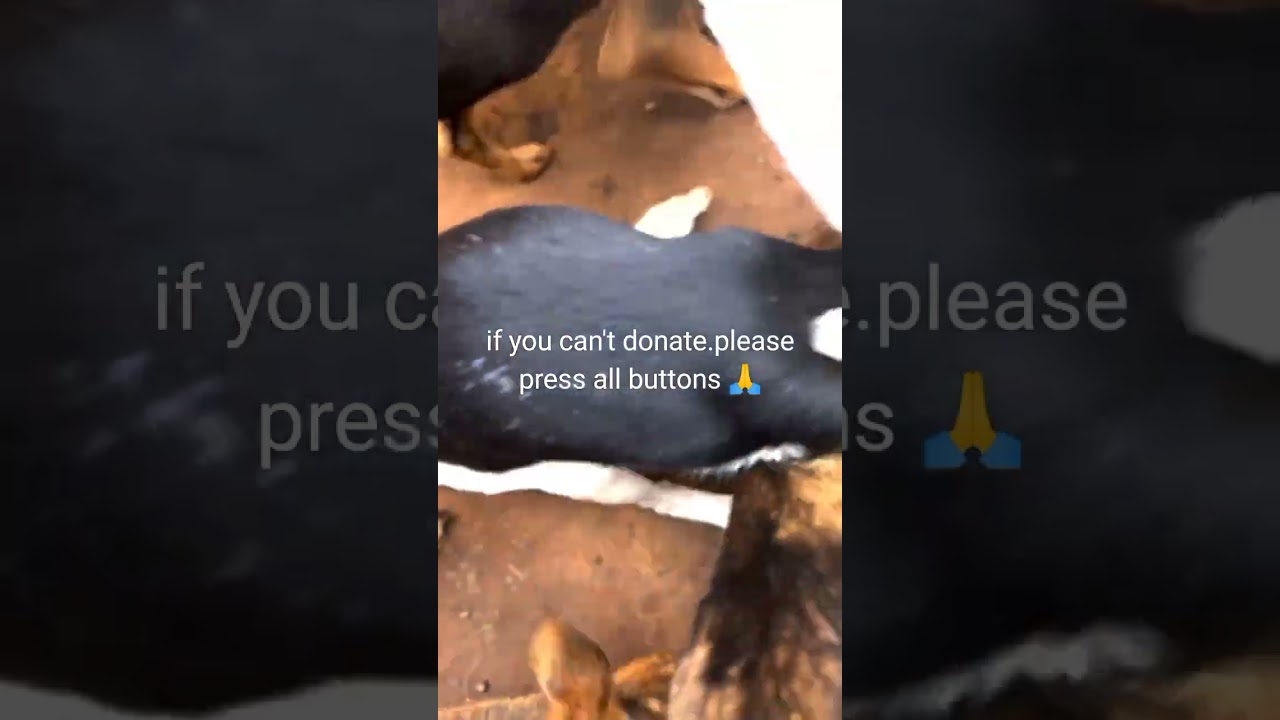 donate for dog rescue ☺️. 