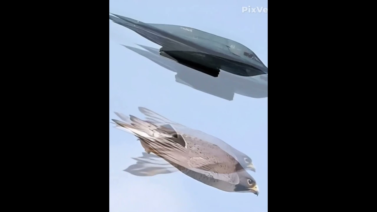 Was the Eagle the Secret Inspiration Behind the B-2 Spirit? 