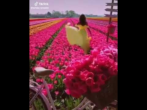 شيرين كل ما انسالك كلامك