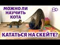 КОТ катается НА СКЕЙТЕ - этому реально научить? Попытаюсь! 2+