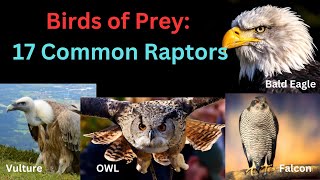 Birds Of Prey - 17 Common Types Of Raptors (With Identification Tips) |  Birds that Hunt