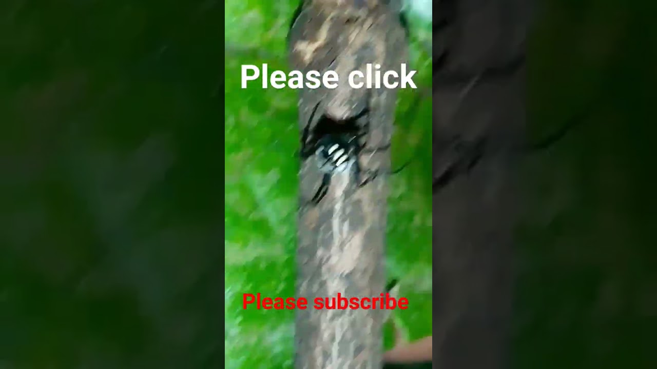 #spider