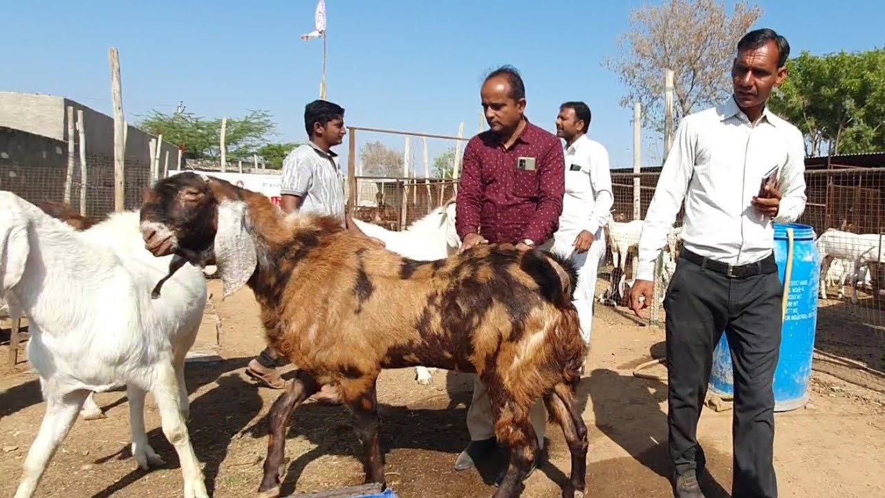 Breeders Ko Choose Karne Ka Tarika | Goat Feed Ki Jankaari | Sai Breeding Goats Setup.