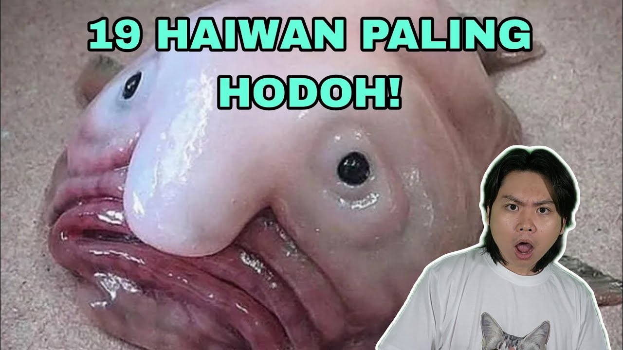19 Haiwan Paling Hodoh Di Dunia!