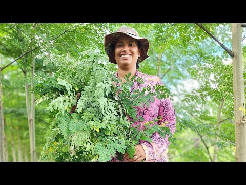 MORINGA ALIMENTO SAUDÁVEL E NUTRITIVO PARA SUÍNOS.